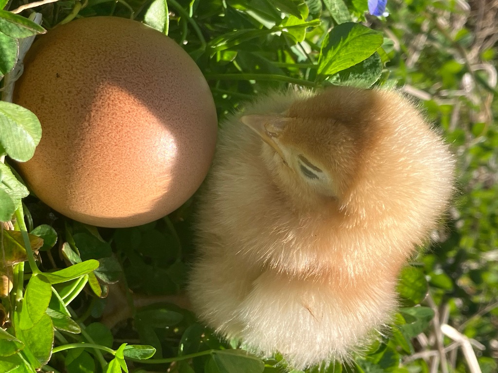 卵が取り持つ家族仲！？